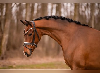 Oldenburgo, Caballo castrado, 5 años, 167 cm, Castaño