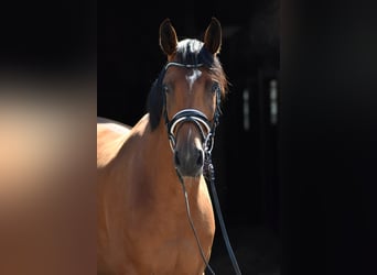 Oldenburgo, Caballo castrado, 5 años, 167 cm, Castaño