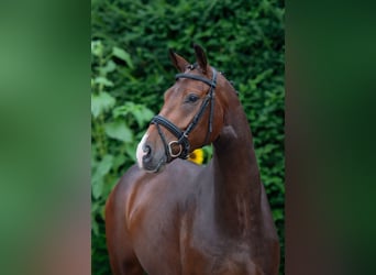 Oldenburgo, Caballo castrado, 5 años, 167 cm, Castaño