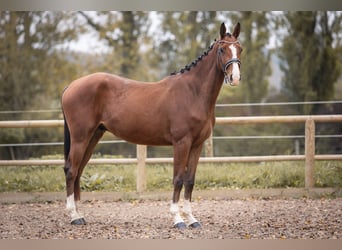 Oldenburgo, Caballo castrado, 5 años, 167 cm, Castaño