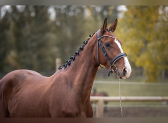 Oldenburgo, Caballo castrado, 5 años, 167 cm, Castaño