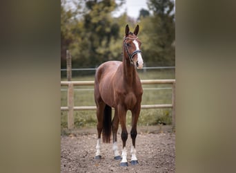 Oldenburgo, Caballo castrado, 5 años, 167 cm, Castaño