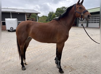 Oldenburgo, Caballo castrado, 5 años, 167 cm, Castaño