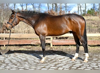 Oldenburgo, Caballo castrado, 5 años, 167 cm, Castaño