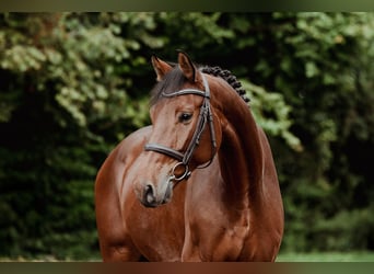 Oldenburgo, Caballo castrado, 5 años, 167 cm, Castaño