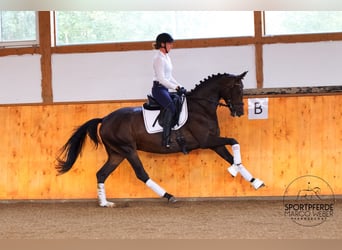 Oldenburgo, Caballo castrado, 5 años, 167 cm, Castaño oscuro