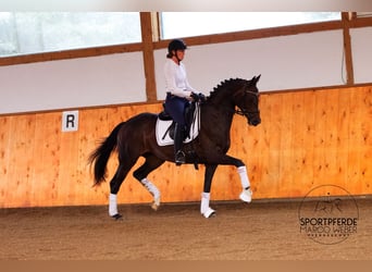 Oldenburgo, Caballo castrado, 5 años, 167 cm, Castaño oscuro