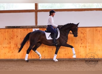 Oldenburgo, Caballo castrado, 5 años, 167 cm, Castaño oscuro