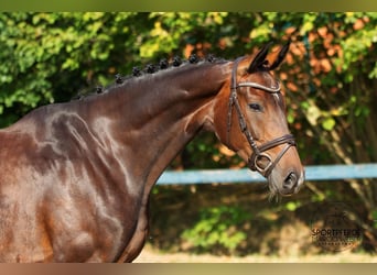 Oldenburgo, Caballo castrado, 5 años, 167 cm, Castaño oscuro