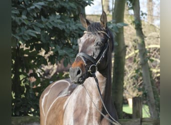 Oldenburgo, Caballo castrado, 5 años, 167 cm, Castaño oscuro