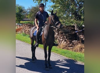 Oldenburgo, Caballo castrado, 5 años, 167 cm, Castaño oscuro