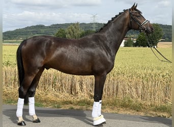 Oldenburgo, Caballo castrado, 5 años, 167 cm, Castaño oscuro