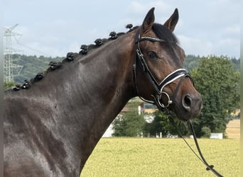Oldenburgo, Caballo castrado, 5 años, 167 cm, Castaño oscuro
