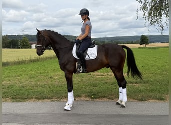 Oldenburgo, Caballo castrado, 5 años, 167 cm, Castaño oscuro