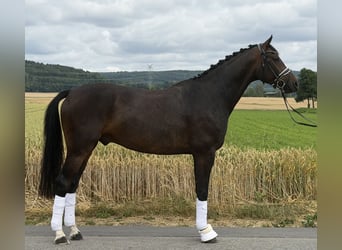 Oldenburgo, Caballo castrado, 5 años, 167 cm, Castaño oscuro