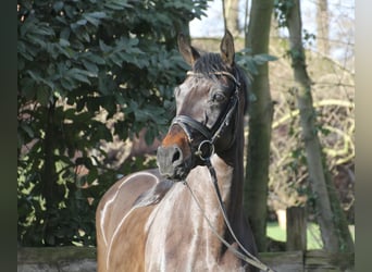 Oldenburgo, Caballo castrado, 5 años, 167 cm, Castaño oscuro
