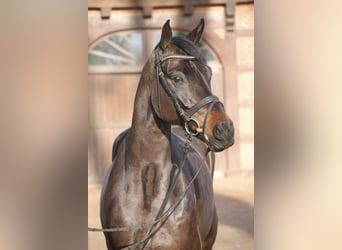 Oldenburgo, Caballo castrado, 5 años, 167 cm, Castaño oscuro