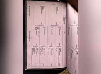 Oldenburgo, Caballo castrado, 5 años, 167 cm, Castaño oscuro