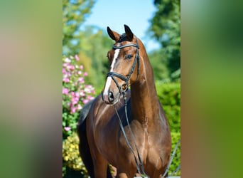 Oldenburgo, Caballo castrado, 5 años, 167 cm, Castaño oscuro