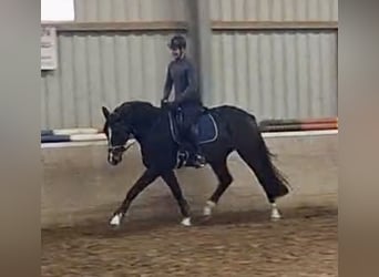 Oldenburgo, Caballo castrado, 5 años, 167 cm, Castaño oscuro