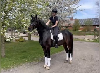 Oldenburgo, Caballo castrado, 5 años, 167 cm, Morcillo