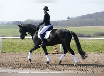 Oldenburgo, Caballo castrado, 5 años, 167 cm, Negro