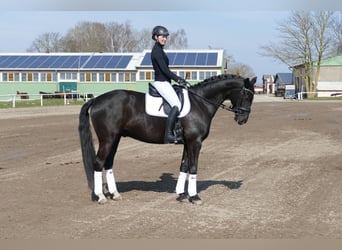 Oldenburgo, Caballo castrado, 5 años, 167 cm, Negro