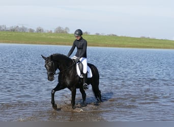 Oldenburgo, Caballo castrado, 5 años, 167 cm, Negro