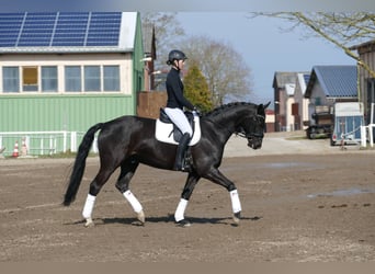Oldenburgo, Caballo castrado, 5 años, 167 cm, Negro