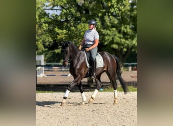 Oldenburgo, Caballo castrado, 5 años, 167 cm, Negro