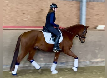 Oldenburgo, Caballo castrado, 5 años, 168 cm, Alazán