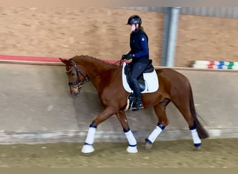 Oldenburgo, Caballo castrado, 5 años, 168 cm, Alazán