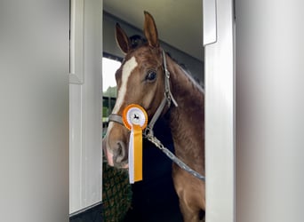 Oldenburgo, Caballo castrado, 5 años, 168 cm, Alazán-tostado