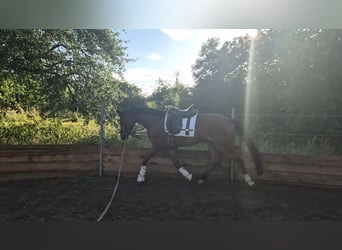 Oldenburgo, Caballo castrado, 5 años, 168 cm, Castaño