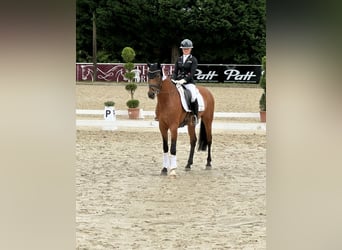 Oldenburgo, Caballo castrado, 5 años, 168 cm, Castaño