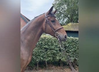 Oldenburgo, Caballo castrado, 5 años, 168 cm, Castaño