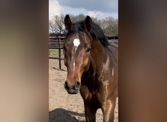 Oldenburgo, Caballo castrado, 5 años, 168 cm, Castaño