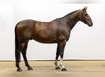 Oldenburgo, Caballo castrado, 5 años, 168 cm, Castaño