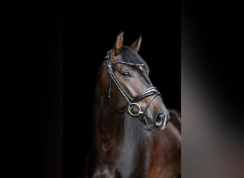 Oldenburgo, Caballo castrado, 5 años, 168 cm, Castaño oscuro