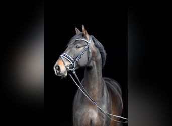 Oldenburgo, Caballo castrado, 5 años, 168 cm, Castaño oscuro