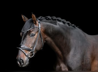 Oldenburgo, Caballo castrado, 5 años, 168 cm, Castaño oscuro