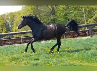 Oldenburgo, Caballo castrado, 5 años, 168 cm, Castaño oscuro
