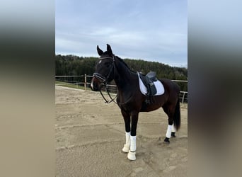 Oldenburgo, Caballo castrado, 5 años, 168 cm, Castaño oscuro