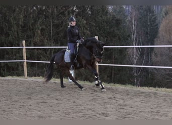 Oldenburgo, Caballo castrado, 5 años, 168 cm, Castaño oscuro