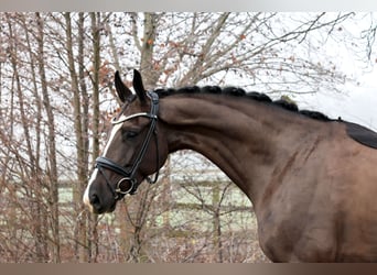 Oldenburgo, Caballo castrado, 5 años, 168 cm, Castaño oscuro