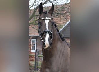 Oldenburgo, Caballo castrado, 5 años, 168 cm, Castaño oscuro