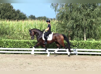 Oldenburgo, Caballo castrado, 5 años, 168 cm, Castaño oscuro