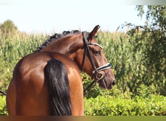 Oldenburgo, Caballo castrado, 5 años, 168 cm, Castaño oscuro