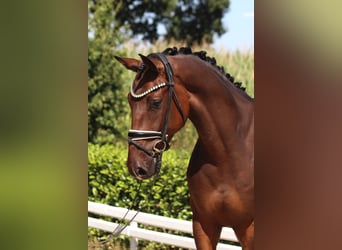 Oldenburgo, Caballo castrado, 5 años, 168 cm, Castaño oscuro