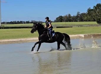 Oldenburgo, Caballo castrado, 5 años, 168 cm, Negro